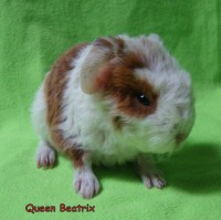 /album/miminka-mamka-tatka1/queen-beatrix-jpg/